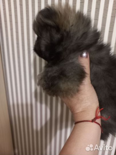 Померанский шпиц мини