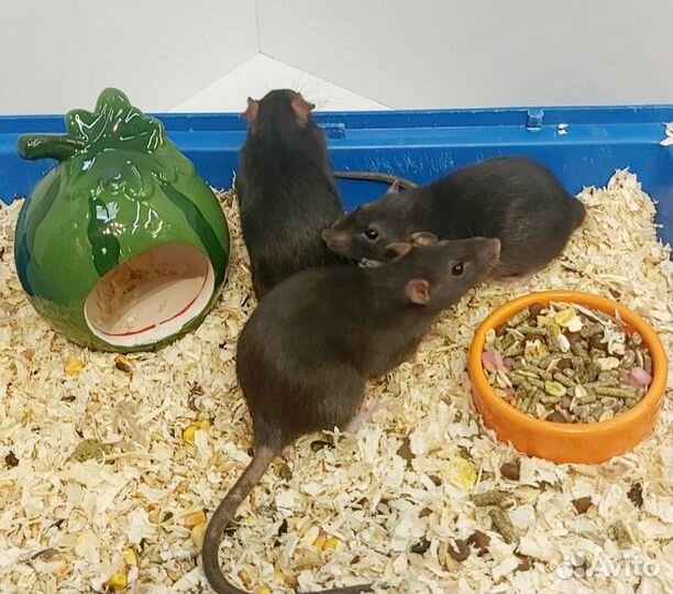 Декоративная крыса