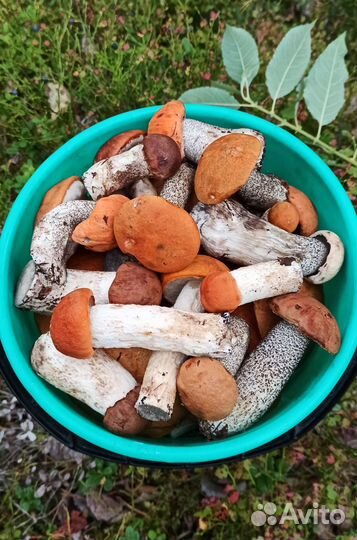 Красноголовики