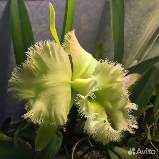 Каттлеи видовые, гибридные и др.орхидеи