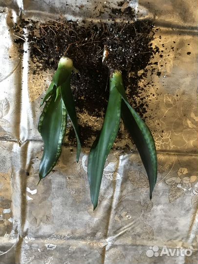 Сансевьерии