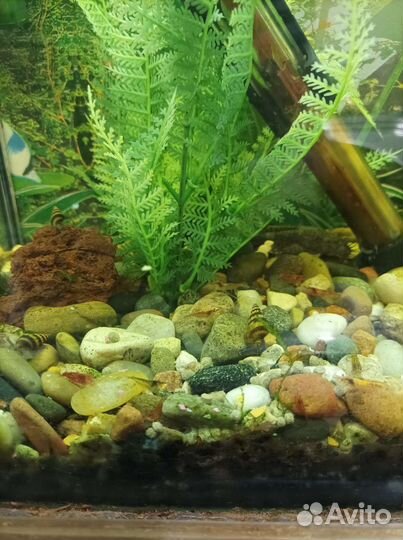 Три Хелены. Улитка