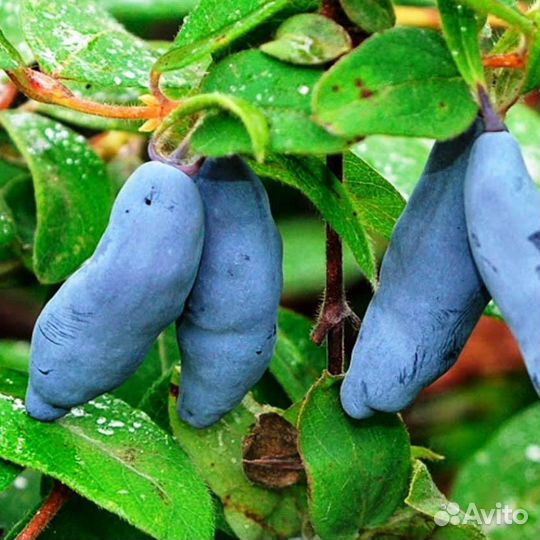 Жимолость Восторг (саженец 2 года) (1 саженец)