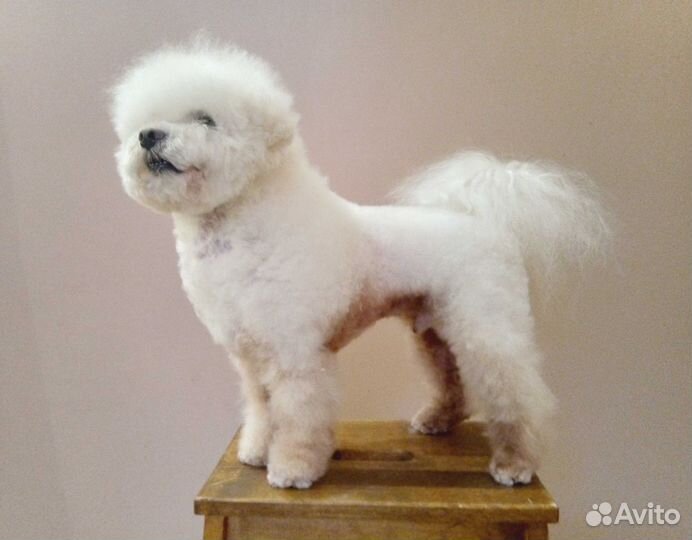 Груминг (тримминг, стрижка) собак