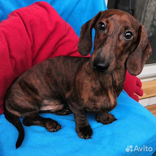 Миниатюрный кобель таксы для вязки