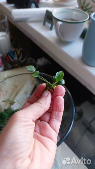 Буцефаландра, анубиас бонсай