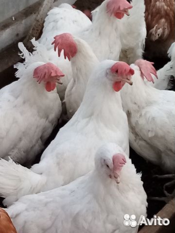 Куры Несушки Молодки с доставкой на дом