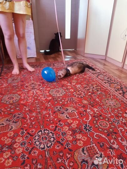 Вязка хорька