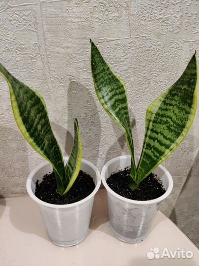 Сортовые Сансевиерии
