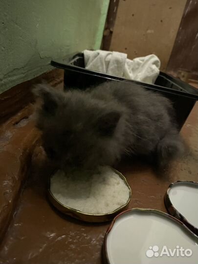 Отдам котенка