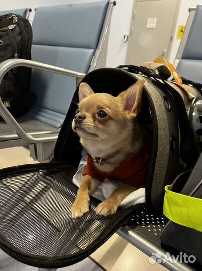 Вязка кобель чихуахуа