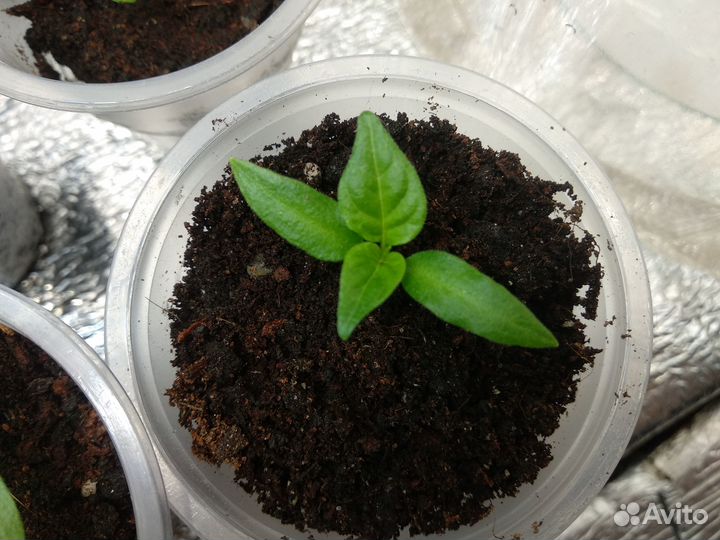 Самый острый перец в мире