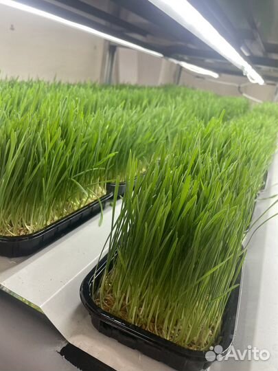 Трава для кошек собак пророщенная пшеница
