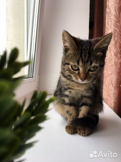 Отдам в добрые руки