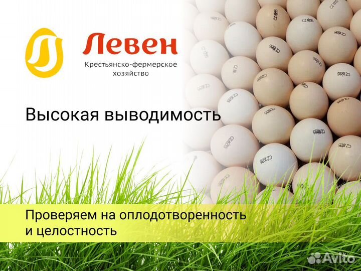 Инкубационное яйцо бройлеров (Европа)