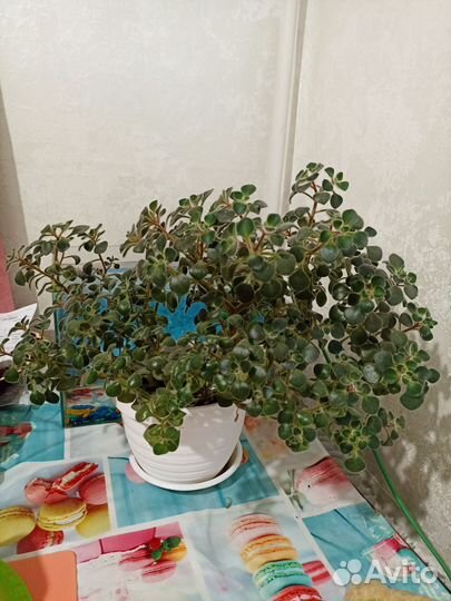 Аихризон дерево любви