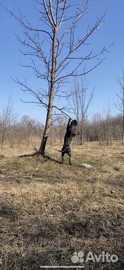 Питбуль вязка