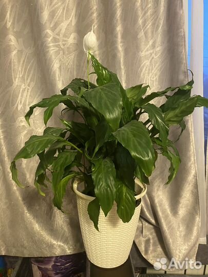 Спатифиллум