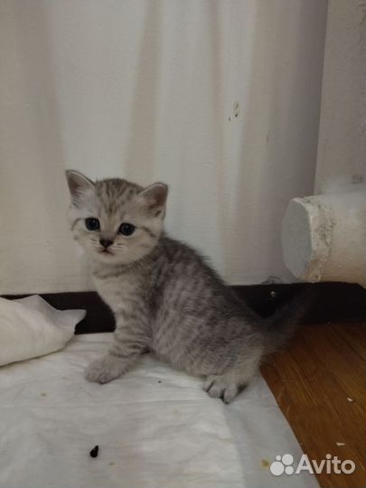 Шотландские котята