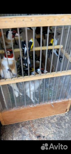 Певчие птицы щегол