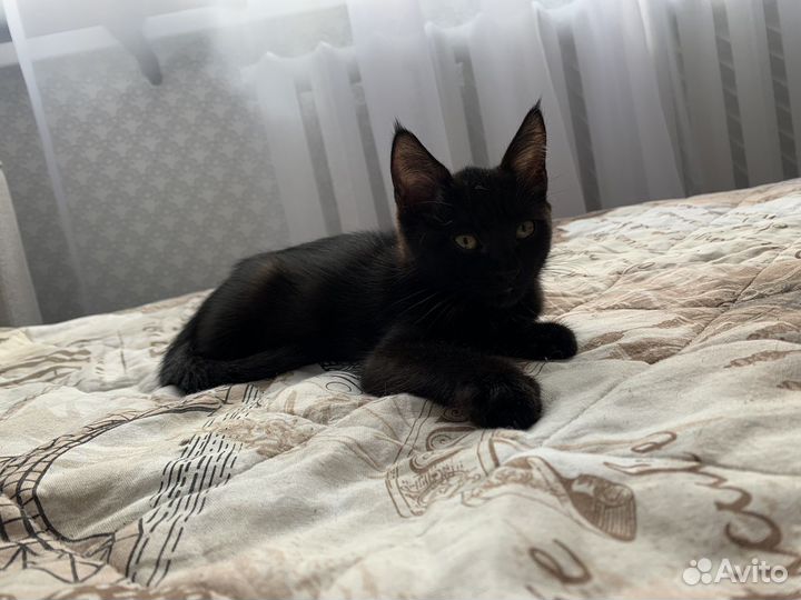 Котенок в добрые руки