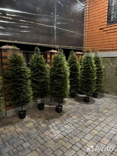 Туя искусственная