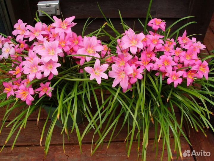 Цветок выскочка. Белый цв