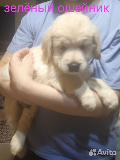 Золотистый Ретривер