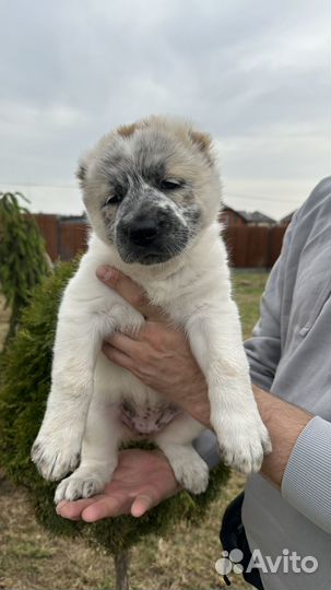 Щенки алабая