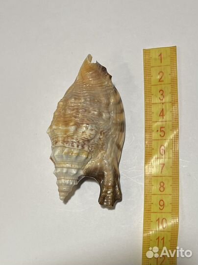 Euprotomus aratrum