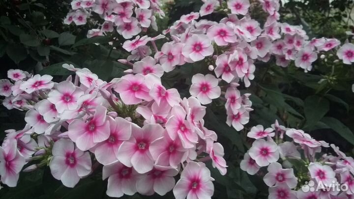 Многолетние садовые растения