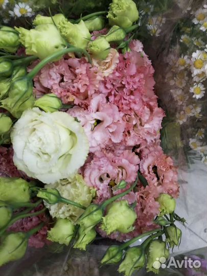 Лизиантус (эустома )