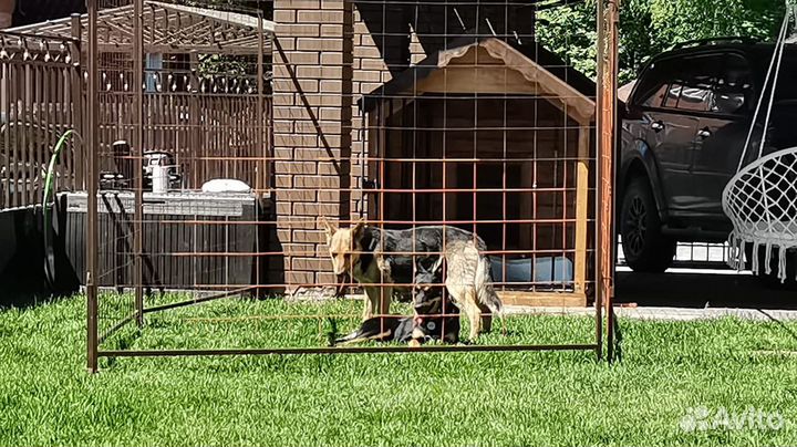 Вольер для собак
