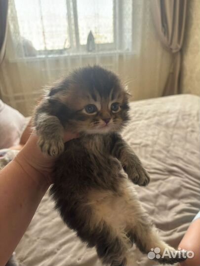 Котятки