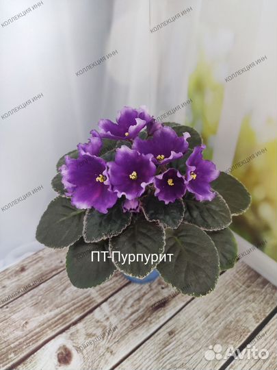 Фиалки сортовые. Детки