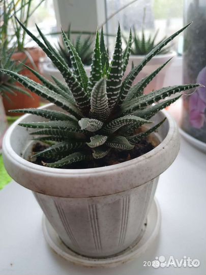 Кактус, хавортия полосатая