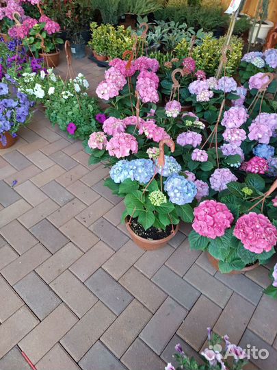 Растения цветы для сада