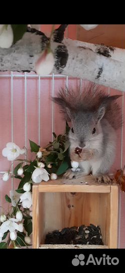 Белка домашняя