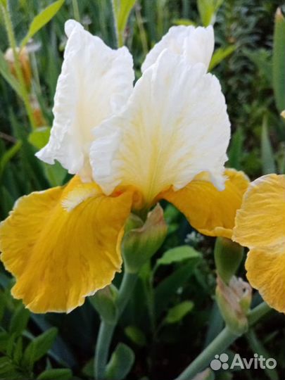 Ирис бордюрный
