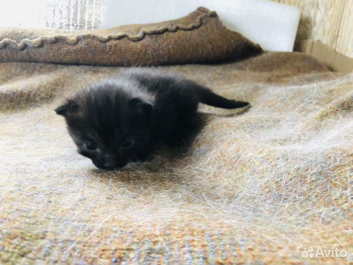 Девочка- ночка