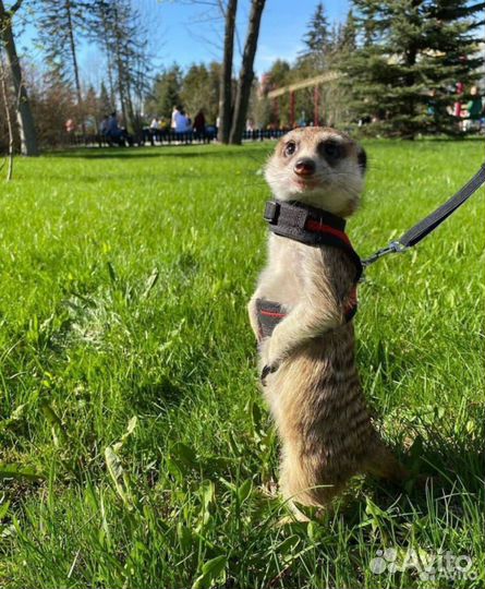 Передержка собак и кошек/Зоогостиница для животных