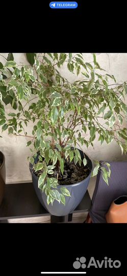 Комнатные растения большие