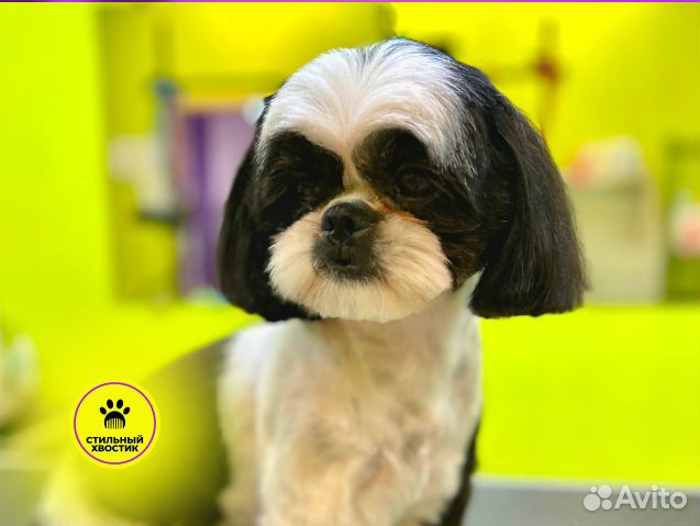 Стрижка собак груминг