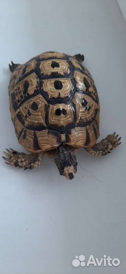 Чучело черепахи