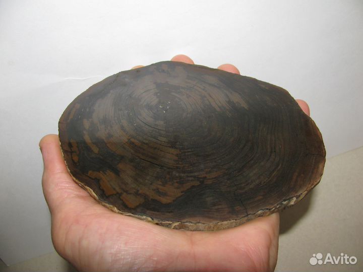 Окаменелое дерево (срез)