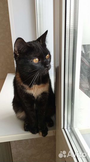 Кошка Анфиса