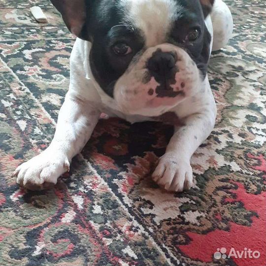 Французский бульдог кабель вязка