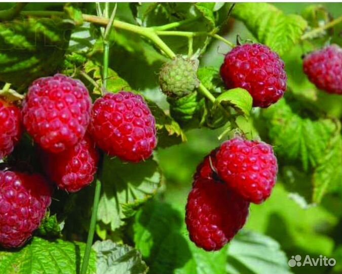 Ремонтантная малина полька