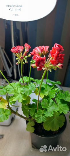 Пеларгония герань сортовая