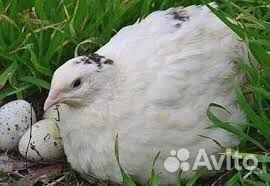 Гуси, утки, перепелки техаские, цыплята несушки